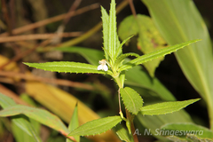 Impatiens kotebettii